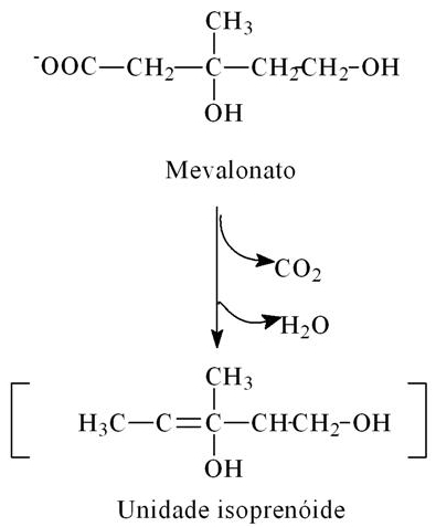 Formação da unidade isoprenóide