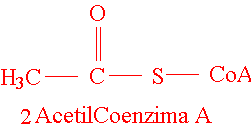 Acetilcoenzima A