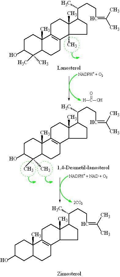 Do lanosterol ao zimosterol