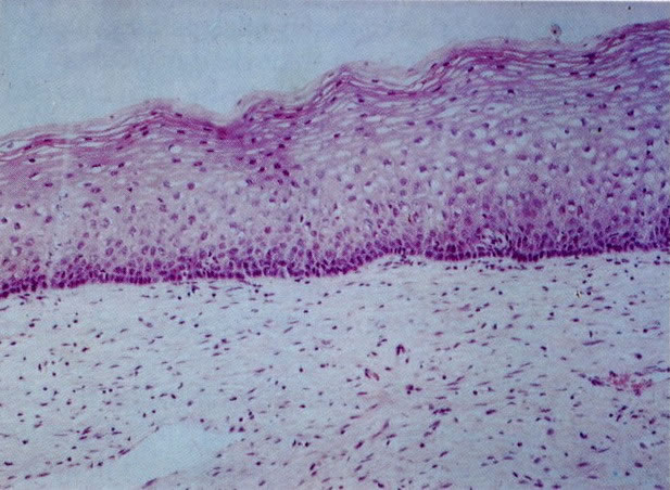 Clique para retornar