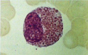 Miel&oacute;cito eosin&oacute;filo