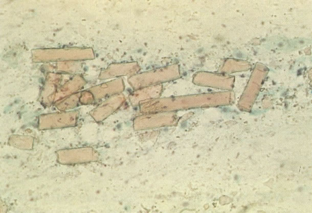 Clique para retornar