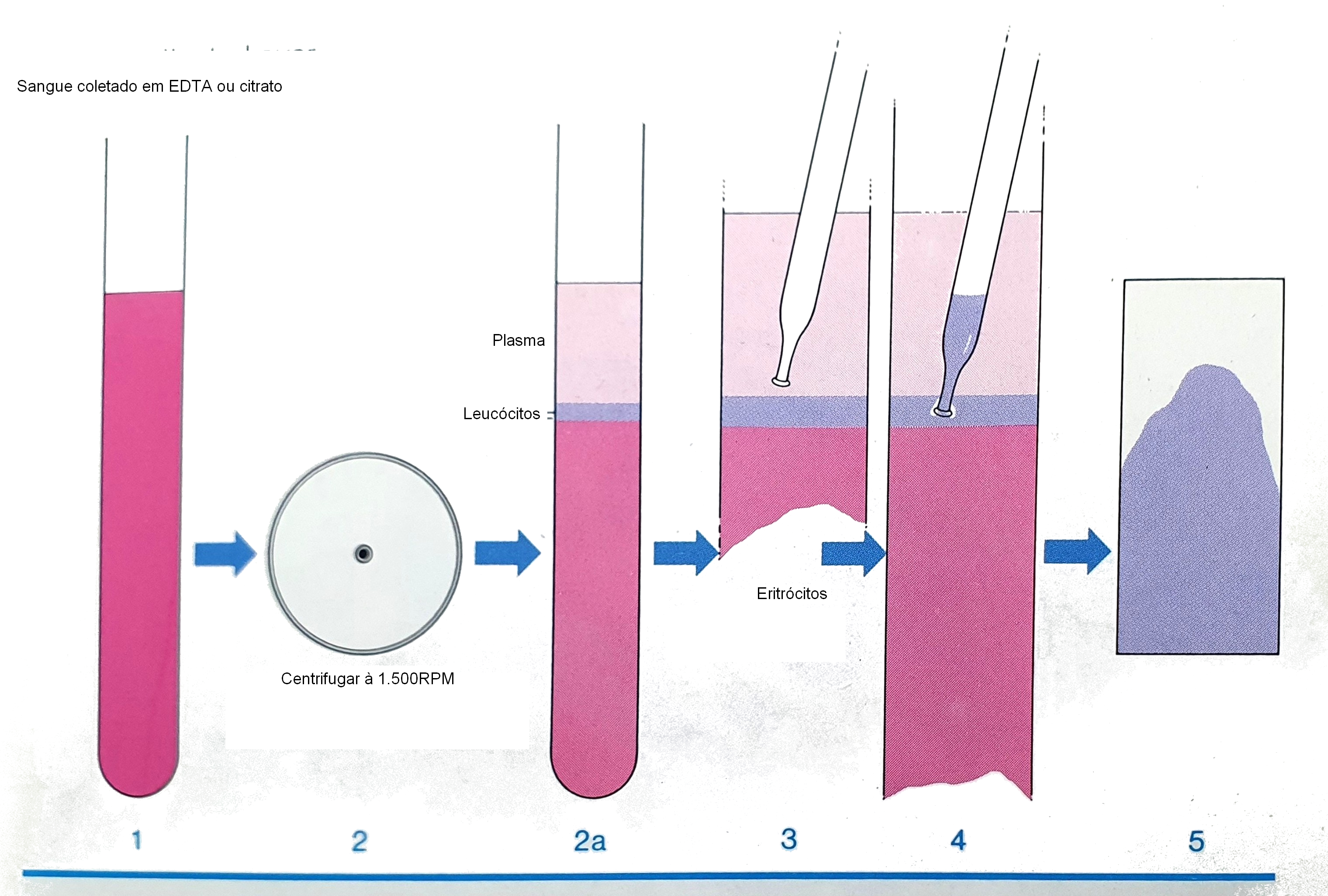 Prepara��o do esfrega�o