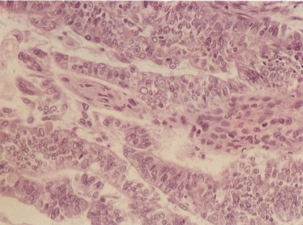 Clique para retornar