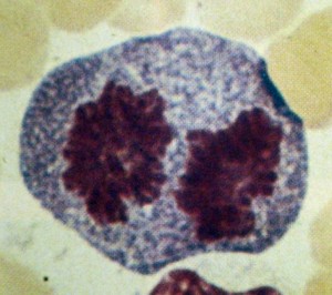 Est&aacute;gio III: an&aacute;fase (promieloblasto com diversas mitoc&ocirc;ndrias)