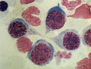 Tel&oacute;fase completa (quatro c&eacute;lulas filhas, normoblastos bas&oacute;filos)