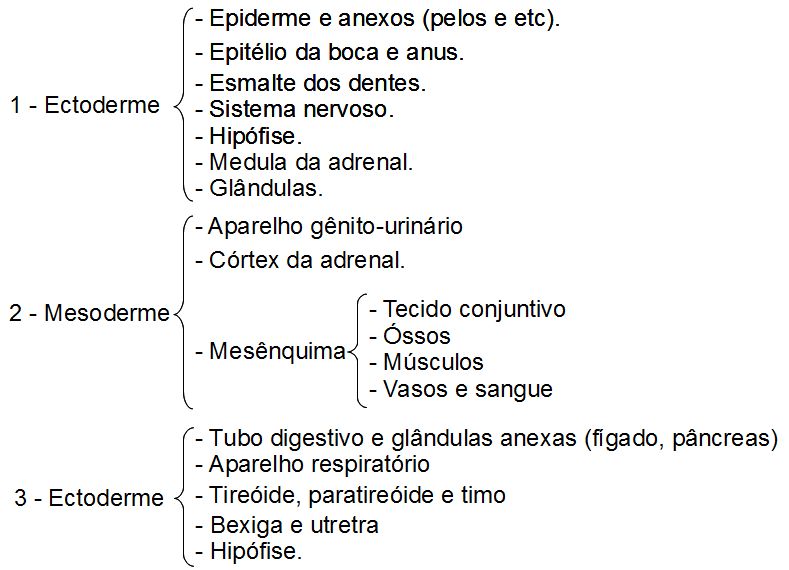 Esquema folhetos germinativos