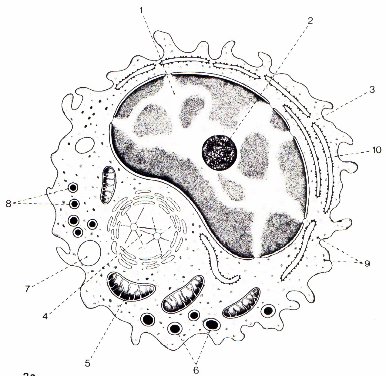 Organelas citoplasm�ticas das c�lulas sangu�neas nucleadas