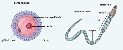 Comparação entre ovócito e espermatozóide
